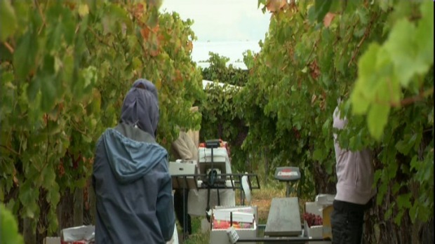 Migrant workers in slave-like conditions, ABC’s Four Corners reports