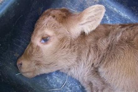 Mutilated body of baby cow, found near the Durgiana Temple