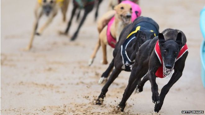Australia greyhound report finds ‘barbaric’ cruelty