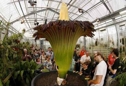 World’s largest blossom Titan Arum blooms after five years in Tokyo