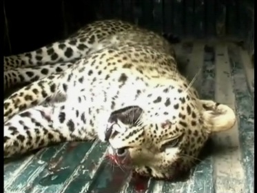 Speeding vehicle mows down female leopard in Uttarakhand