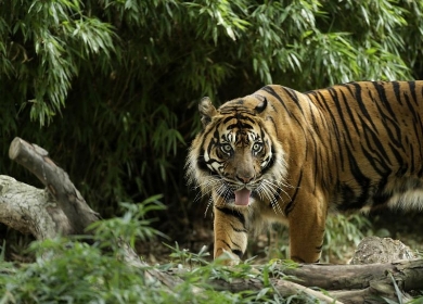 Six suspected tiger poachers shot dead by Bangladesh police