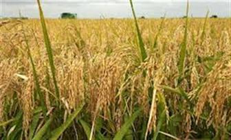 Punjab all set to start Paddy procurement from October 1