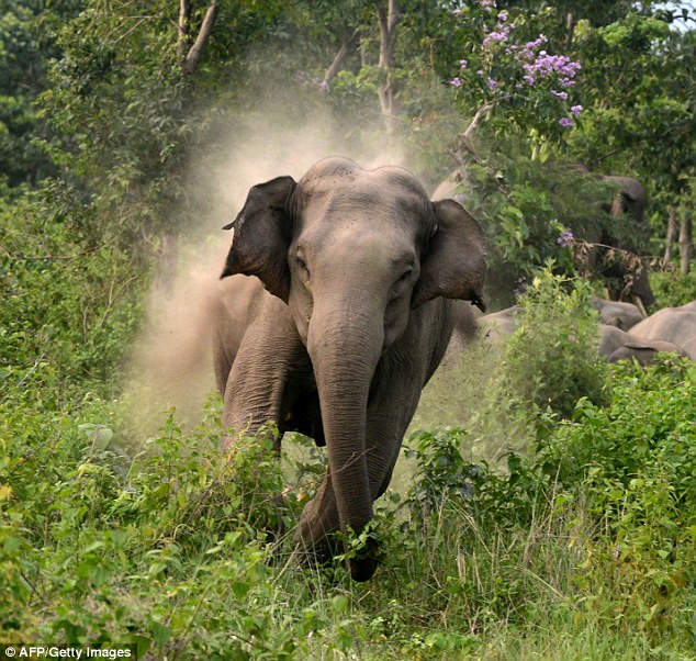 Bikers escape death as elephant attacks them in West Bengal