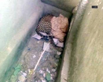 Leopard corners students in Gujarat school