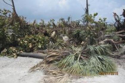 UN led body demanded for conservation of Sundarbans