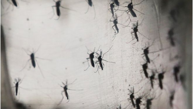 Two Zika cases confirmed in Australia