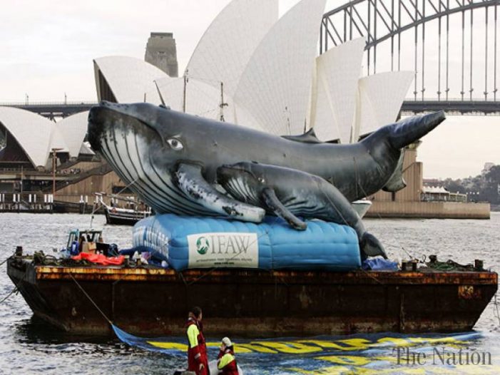 Australia slams Japan Antarctic whale hunt