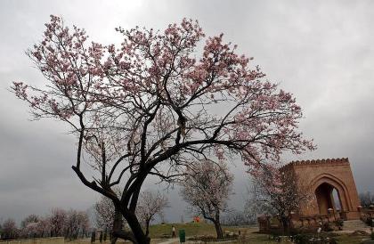 Almond harvest makes for enchanting sight in Kashmir valley