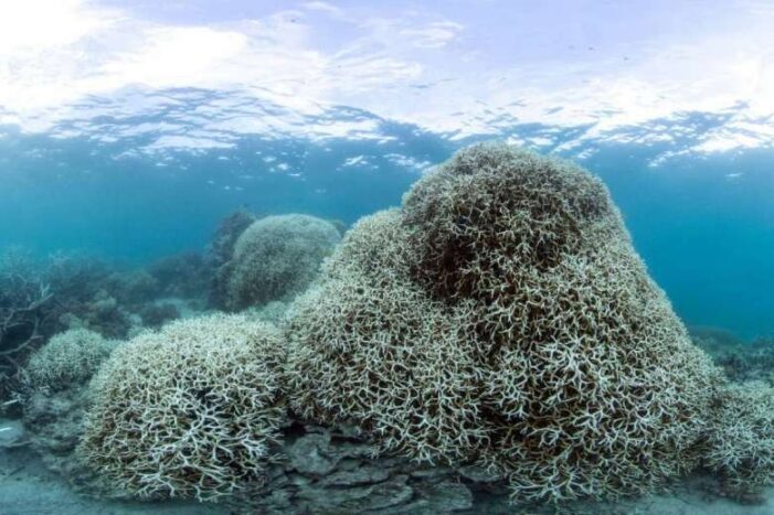 First signs of coral bleaching in Sydney Harbour