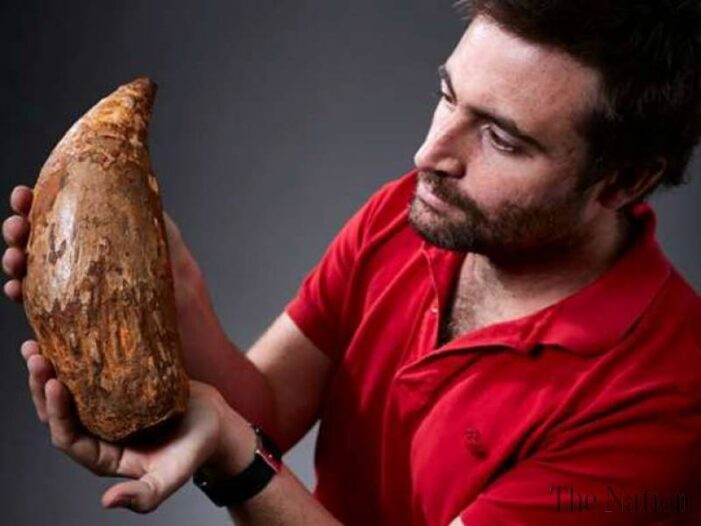 Fossilised tooth of gigantic ‘killer’ whale found