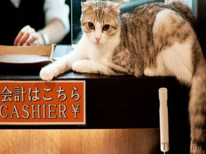 Tokyo cat cafe shut down for animal neglect