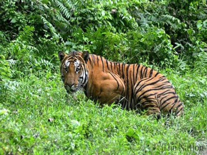 More tigers poached in India so far than in 2015
