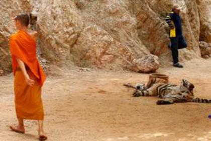 Five arrested for possessing endangered animal parts in Thailand’s Tiger Temple