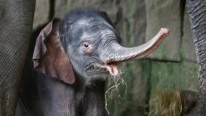 Baby elephants-latest status symbol among Lankan elite