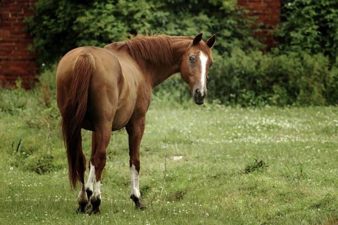 Sikh owner fears hate crime after horse shot dead in US