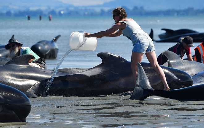 100 stranded whales rescued from NZ beach