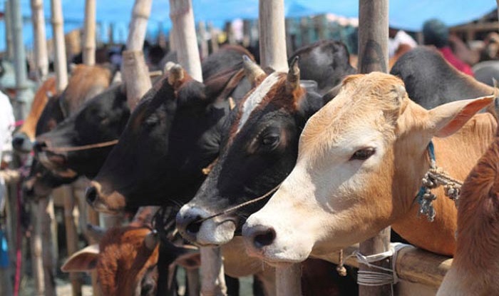 Kerala Government calls for all party meet to discuss cattle slaughter ban