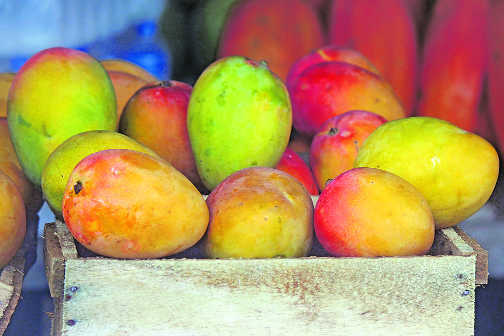 Mango may be out of reach of ‘aam aadmi’ this year