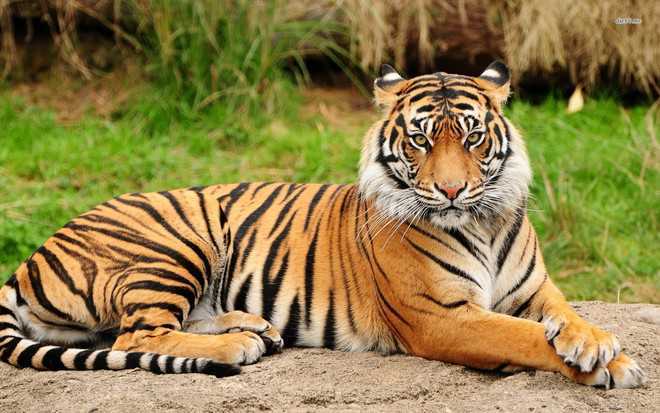 62 tigers sighted during annual waterhole census at TATR
