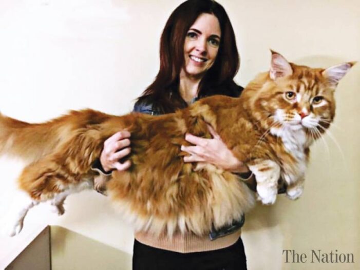 ‘World’s longest cat’  finds internet fame