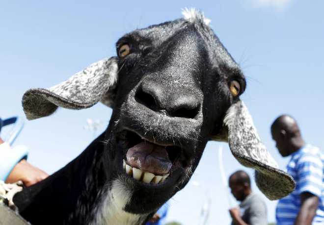 In UP, hungry goat eats owner’s Rs 66,000 from pant’s pocket