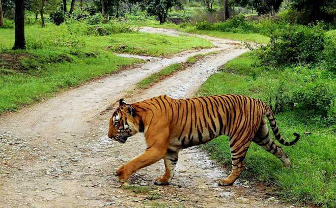 Saving 2 tigers gives more value than Mangalyaan!