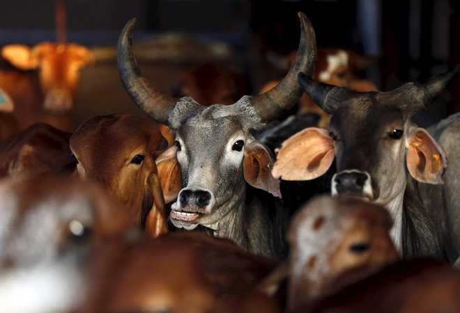 India is world’s third biggest beef exporter: OECD-FAO report