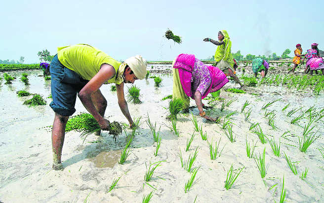 Denied crop loan, farmers at mercy of moneylenders