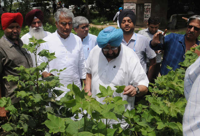 Play safe, CM tells cotton farmers