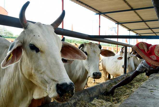 Appoint police officer in each district to curb cow vigilantism: SC to states