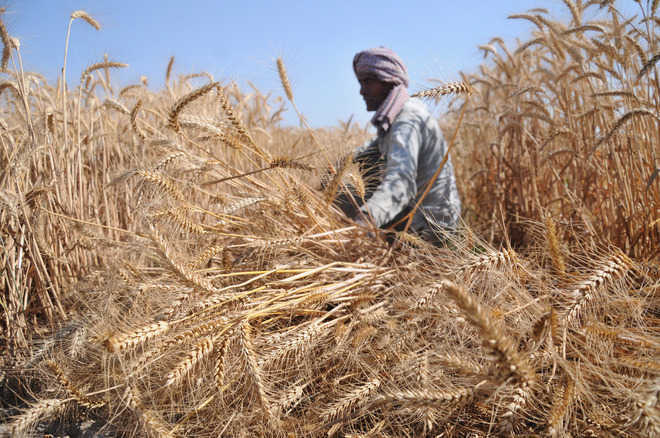 Centre hikes minimum support price of wheat by Rs 110 per quintal
