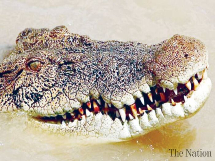 Croc ‘highly likely’ to have killed elderly Australian woman