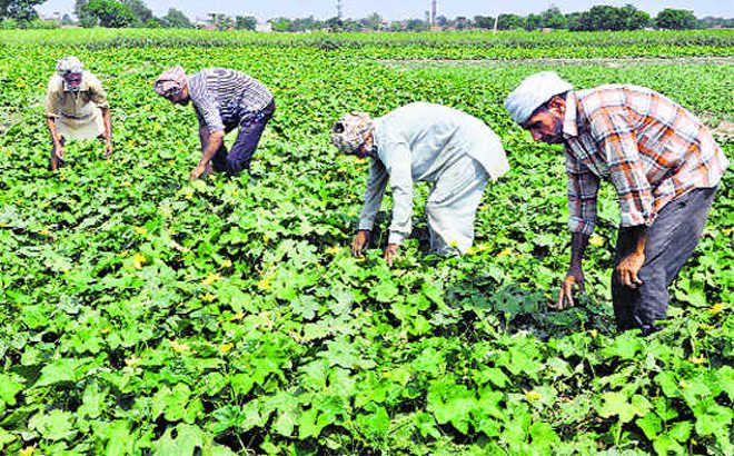 PIL wants rich farmers taxed, HC sends notice to Centre, states