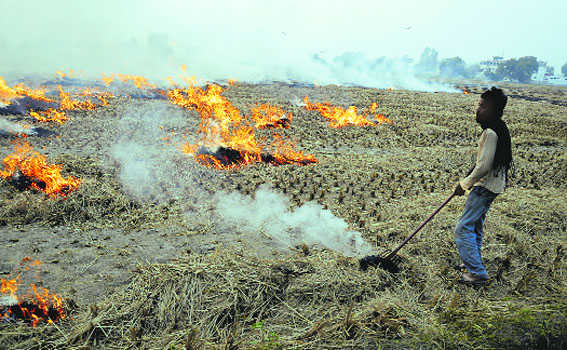 PPCB says no stubble fire in Malout; residents disagree