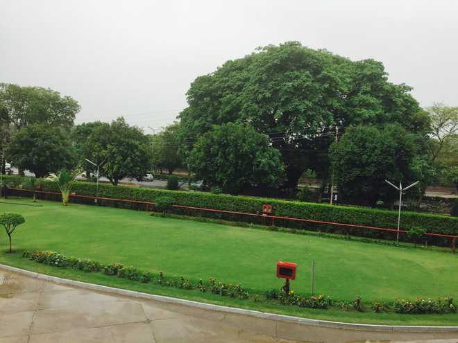 Rain in Chandigarh brings relief from dust, pollution