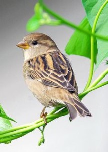 dutiful-birds