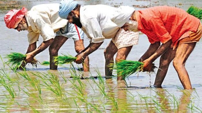 ਪੰਜਾਬ ਸਰਕਾਰ ਵਲੋਂ 13 ਜੂਨ ਤੋਂ ਝੋਨਾ ਲਾਉਣ ਸਬੰਧੀ ਨੋਟੀਫੀਕੇਸ਼ਨ ਜਾਰੀ