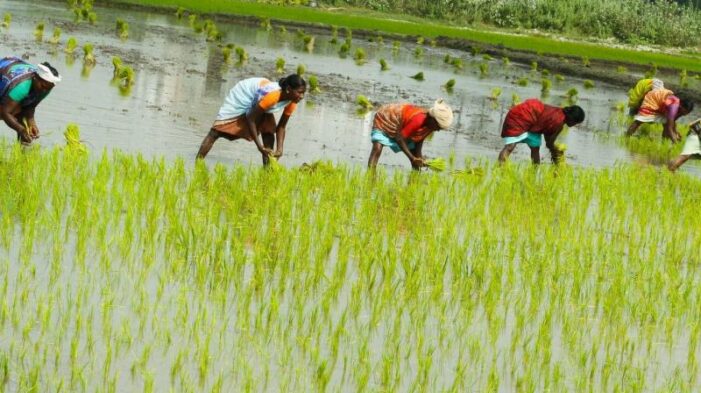 ਝੋਨੇ ਦੇ ਸੀਜਨ ‘ਚ ਧਰਤੀ ਹੇਠਲੇ ਪਾਣੀ ਦਾ ਲਗਾਤਰ ਡਿੱਗ ਰਿਹਾ ਪੱਧਰ ਚਿੰਤਾ ਦਾ ਵਿਸ਼ਾ: ਖੇਤੀਬਾੜੀ ਅਫ਼ਸਰ ਝੋਨੇ ਦੇ ਸੀਜਨ ‘ਚ ਧਰਤੀ ਹੇਠਲੇ ਪਾਣੀ ਦਾ ਲਗਾਤਰ ਡਿੱਗ ਰਿਹਾ ਪੱਧਰ ਚਿੰਤਾ ਦਾ ਵਿਸ਼ਾ: ਖੇਤੀਬਾੜੀ ਅਫ਼ਸਰ