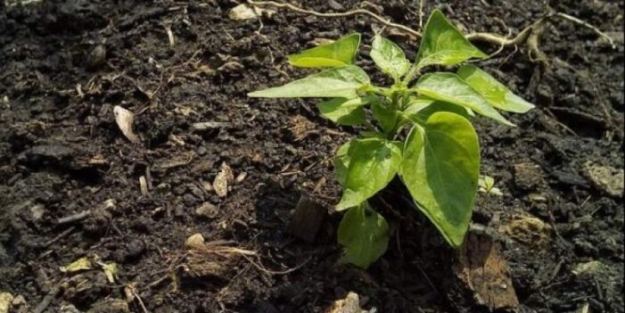 ਮੁੱਖ ਮੰਤਰੀ ਨੂੰ ਖ਼ੂਬ ਪਸੰਦ ਆ ਰਹੀ ਹੈ ਨਵੀਂ ਅਸਲਾ ਪਾਲਿਸੀ