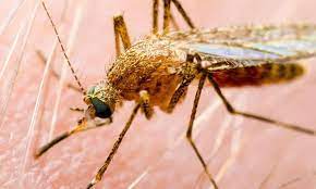 EIGHTH NSW RESIDENT CONFIRMED TO HAVE JAPANESE ENCEPHALITIS