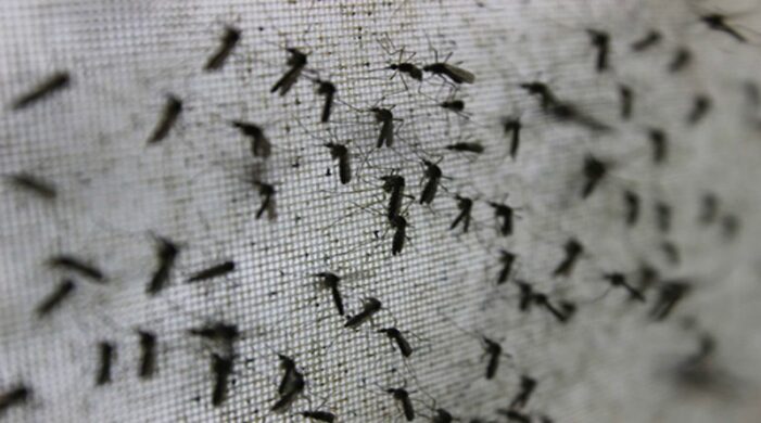 Public Health Alert – Mosquito Warning