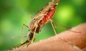 Two confirmed cases of Japanese encephalitis in nsw