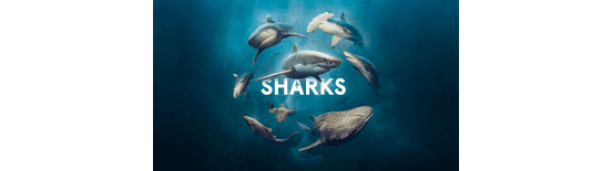 Dive Into the World of Sharks at the Australian Museum Discover and explore the cultural and conservation story of these prehistoric and mysterious ocean predators