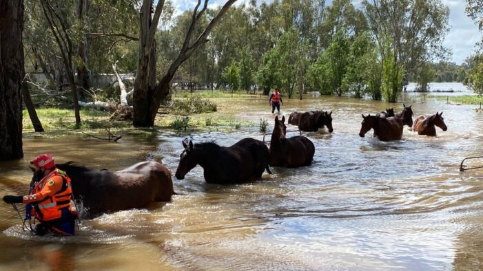 Vision: NSW SES conducting animal rescues in Forbes, Vision of SES operations in Forbes area