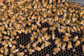 Euthanasia efforts close to completion in Varroa mite eradication zone