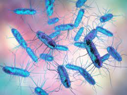 INVESTIGATIONS INTO CENTRAL COAST SALMONELLA OUTBREAK CONTINUE