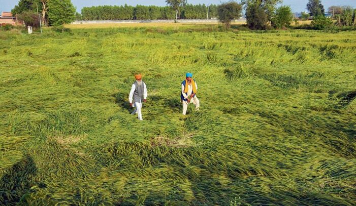 ਮੀਂਹ ਤੇ ਗੜੇਮਾਰੀ ਨੇ ਲੱਖਾਂ ਹੈਕਟੇਅਰ ਫ਼ਸਲ ਝੰਬੀ ਮੀਂਹ ਤੇ ਗੜੇਮਾਰੀ ਨੇ ਲੱਖਾਂ ਹੈਕਟੇਅਰ ਫ਼ਸਲ ਝੰਬੀ