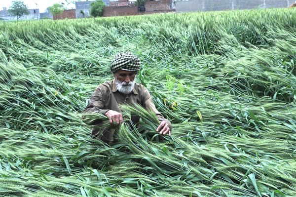 ਭਾਰਤ ਸਰਕਾਰ ਨੇ ਪੰਜਾਬ ’ਚ ਕਣਕ ਦੇ ਖਰੀਦ ਨਿਯਮਾਂ ’ਚ ਢਿੱਲ ਦਿੱਤੀ ਭਾਰਤ ਸਰਕਾਰ ਨੇ ਪੰਜਾਬ ’ਚ ਕਣਕ ਦੇ ਖਰੀਦ ਨਿਯਮਾਂ ’ਚ ਢਿੱਲ ਦਿੱਤੀ