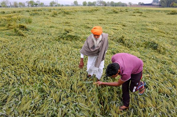 ਖ਼ਰਾਬ ਮੌਸਮ ਦੇ ਬਾਵਜੂਦ ਦੇਸ਼ ’ਚ ਕਣਕ ਦੀ ਹੋਵੇਗੀ ਰਿਕਾਰਡ ਪੈਦਾਵਾਰ ਖ਼ਰਾਬ ਮੌਸਮ ਦੇ ਬਾਵਜੂਦ ਦੇਸ਼ ’ਚ ਕਣਕ ਦੀ ਹੋਵੇਗੀ ਰਿਕਾਰਡ ਪੈਦਾਵਾਰ